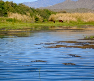 The descendants of domestic horses who escaped their paddocks live at the river's edge.