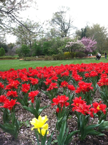 Tulips have bloomed at Sherwood Gardens in Baltimore. A sight to see