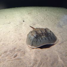 A horseshoe crab scoots along the sand in the touch tank.