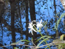 A lily-like flower blooms in the middle of the swamp.